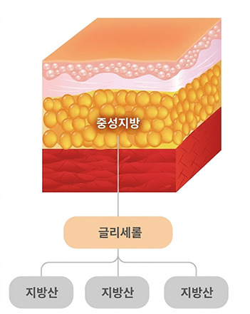 중성지방 → 글리세롤 + 지방산 분해 도식